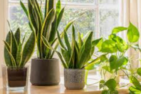 Lush Indoor Greenery Trio in Ceramic Pots