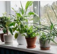 Lush Monstera Deliciosa in Geometric Pot