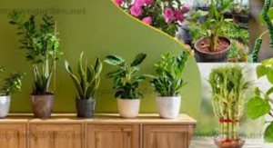 Burgundy Rubber Tree in White Ceramic Pot