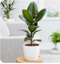 Burgundy Rubber Tree in Ceramic Pot