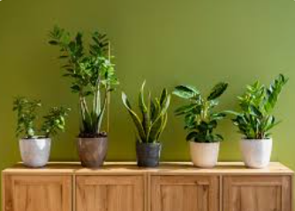 Indoor Greenery Assortment Set