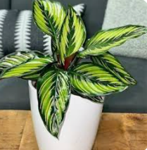 Emerald Duo Potted Snake Plant Set