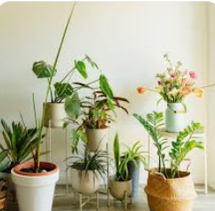 Emerald Duo Potted Snake Plant Set