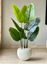 Burgundy Rubber Tree in White Ceramic Pot