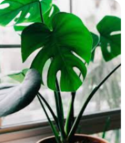 Vibrant Calathea Peacock Potted Plant