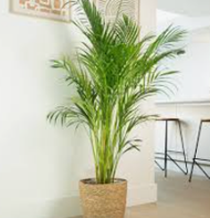 Vibrant Calathea Peacock Potted Plant