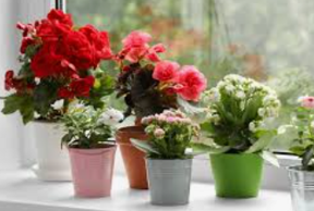 Emerald Duo Potted Snake Plant Set