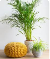 Vibrant Calathea Peacock Potted Plant