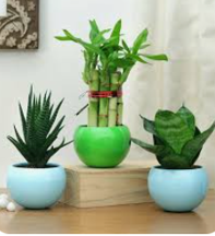 Lush Indoor Greenery Trio in Ceramic Pots