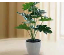Philodendron Xanadu Modern Indoor Plant