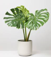 Lush Monstera Deliciosa Ceramic Planter