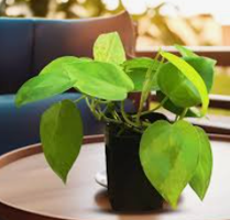Burgundy Rubber Tree in Ceramic Pot