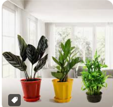 Lush Monstera Deliciosa in White Planter