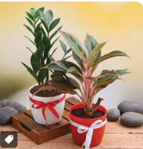 Vibrant Red Anthurium Indoor Plant