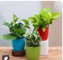 Emerald Duo Potted Snake Plant Set