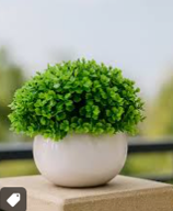 Philodendron Xanadu Modern Indoor Plant