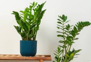 Vibrant Calathea Peacock Potted Plant