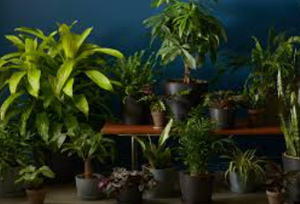 Burgundy Rubber Tree in Ceramic Pot
