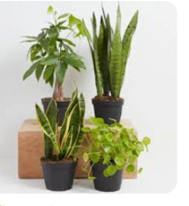Lush Monstera Deliciosa in Geometric Pot