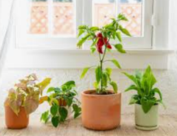 Vibrant Red Anthurium Indoor Plant