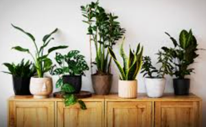 Duo of Pink & Red Aglaonema Plants