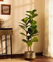 Emerald Duo Potted Snake Plant Set