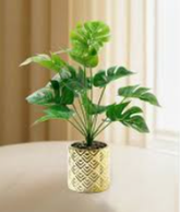 Hanging Indoor Greenery Collection