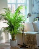 Lush Monstera Deliciosa in Geometric Pot