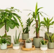 Intricate Patterned Prayer Plant